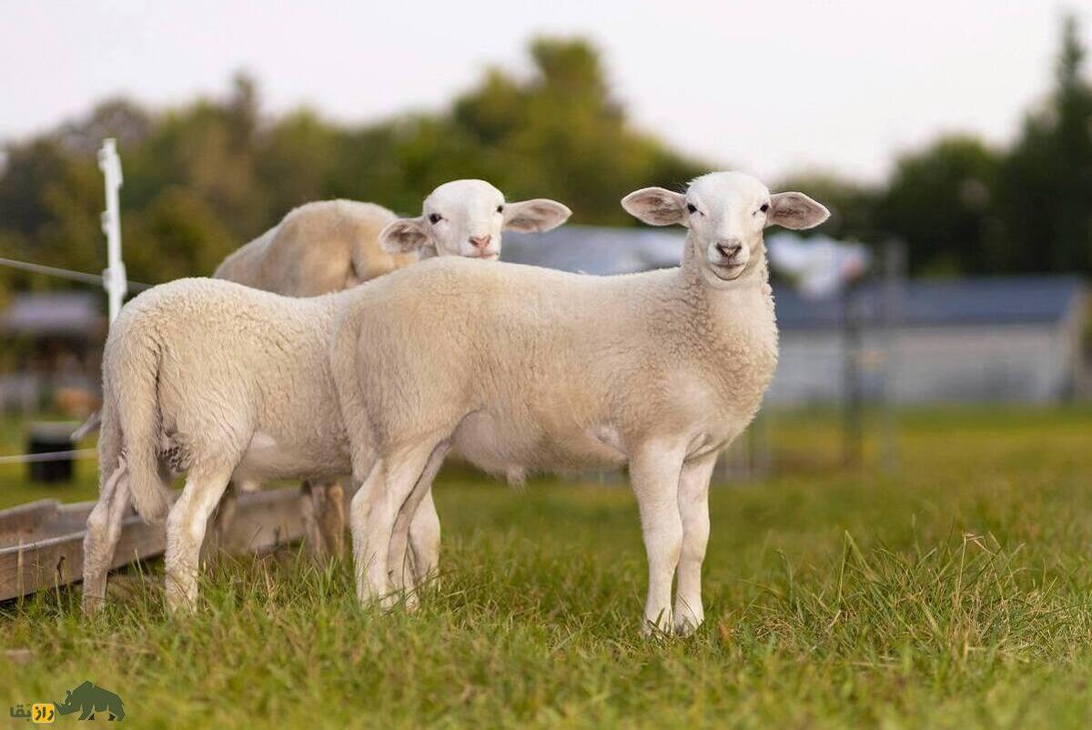 گوسفند زنده بره نر شیشک هر کیلو 400/000 تومان