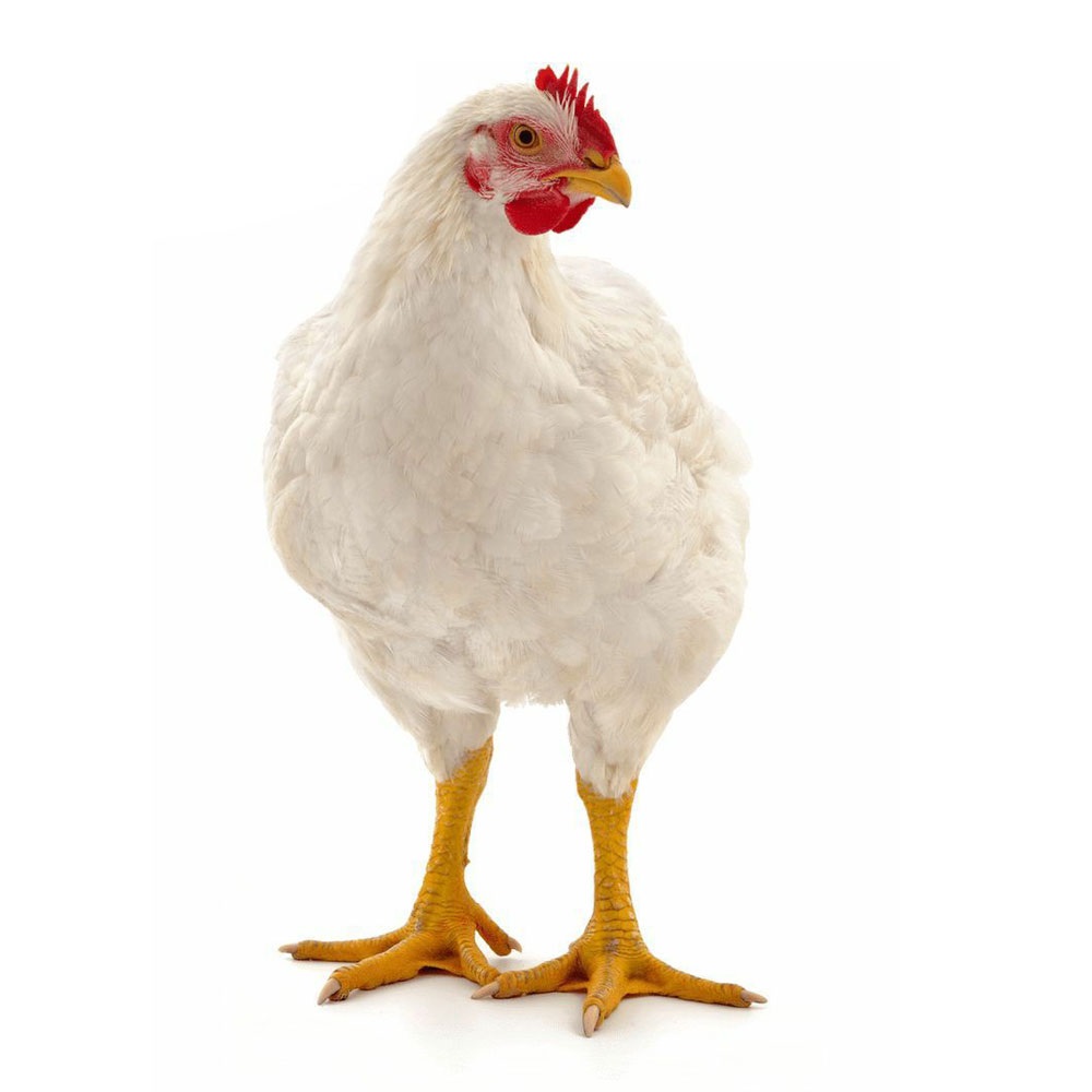 مرغ گوشتی مزرعه هر کیلو (زنده) : 200 هزار تومان